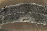 Fossil Fern (Macroneuropteris) - Illinois #114127-1